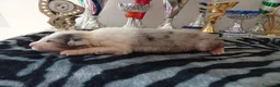 Australian Shepherd cani in vendita: DISPONIBILI SPLENDIDI CUCCIOLI MASCHI - Annuncio 11