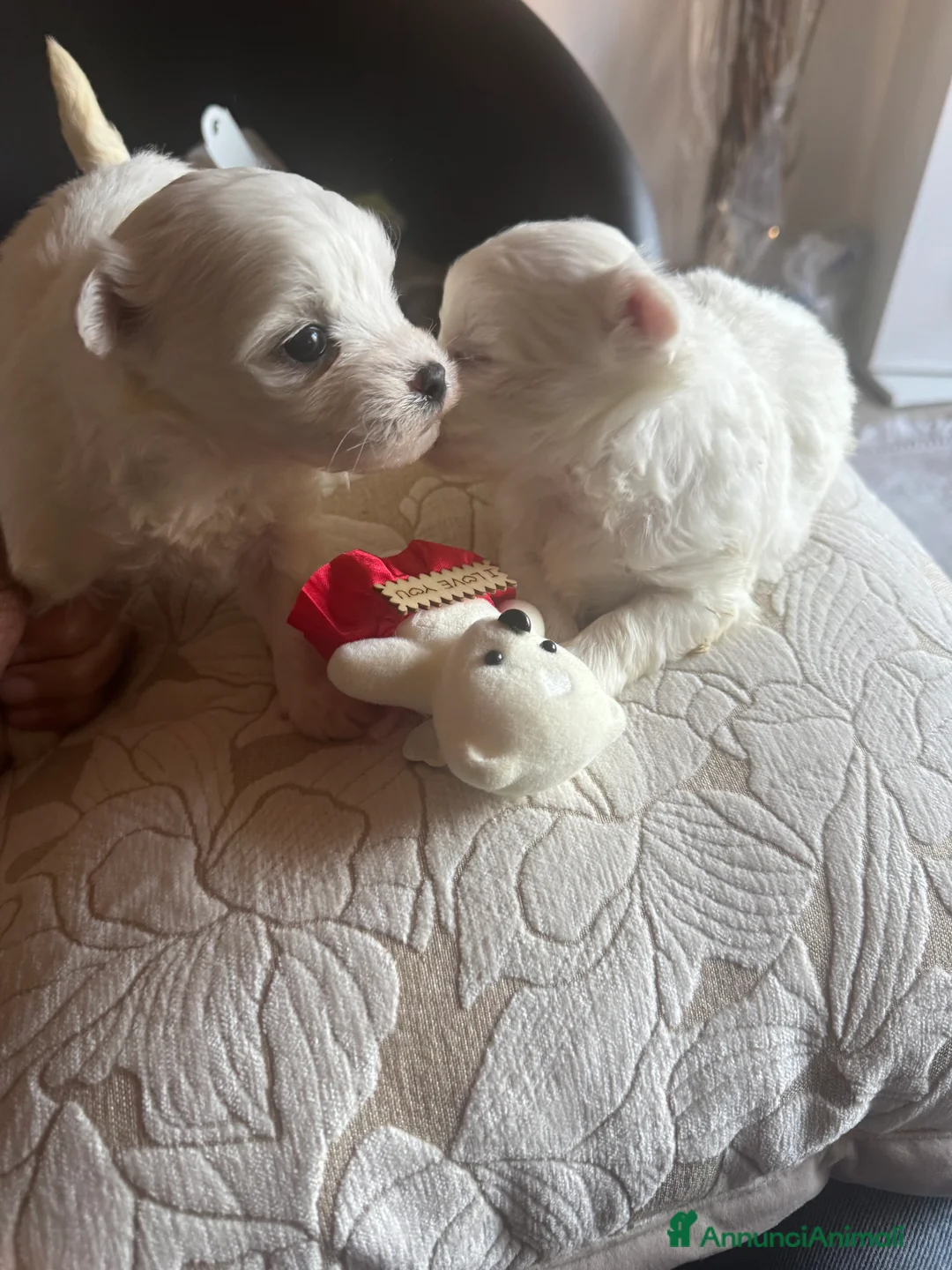 Maltese cani in vendita: Cucciole di maltese pura razza taglia piccola  a Provincia di Pisa - Annuncio 8