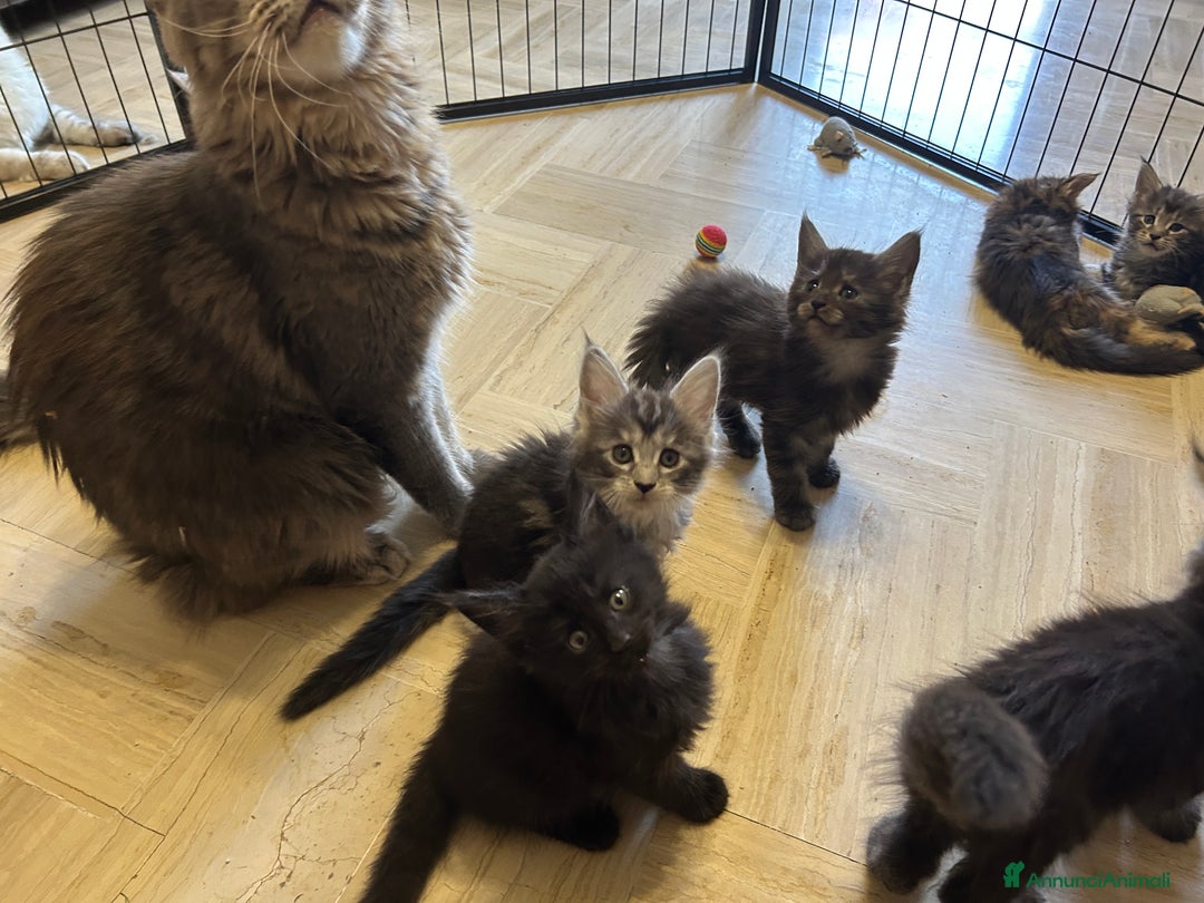Maine Coon gatti in vendita: Maine Coon pedigree Anfi a Provincia di Modena - Immagine 34