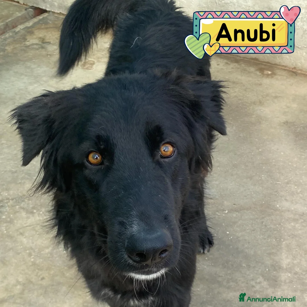 Altre razze cani in regalo: Anubi incrocio PASTORE BELGA in adozione a Latina - Annuncio 1