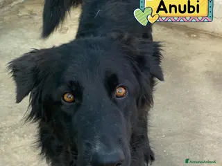 Altre razze cani Anubi incrocio PASTORE BELGA in adozione a Latina - Annuncio 3