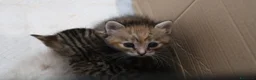 Europeo gatti in regalo: Tre gattini meravigliosi - Annuncio 4
