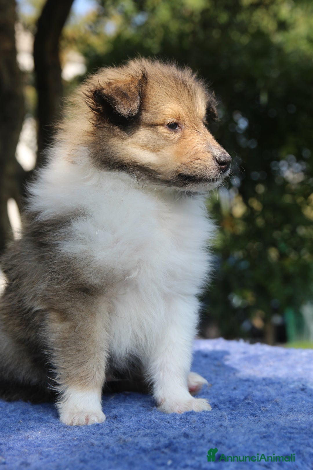 Collie cani in vendita: Cuccioli di collie fulvi - Annuncio 8