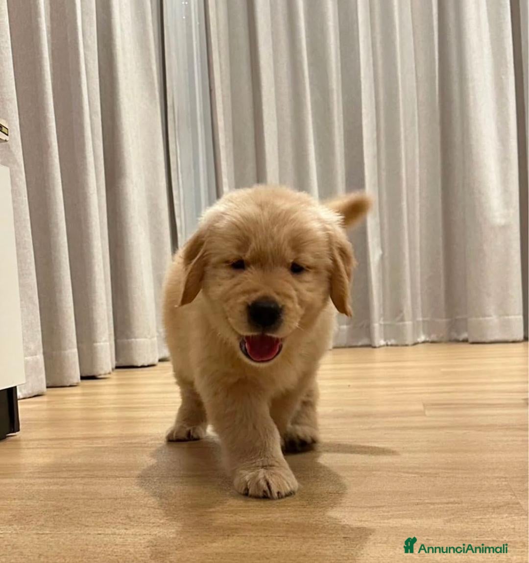 Golden Retriever cani Cuccioli di Golden Retriever  - Annuncio 1