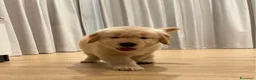 Golden Retriever cani in regalo: Cuccioli di Golden Retriever  - Annuncio 1