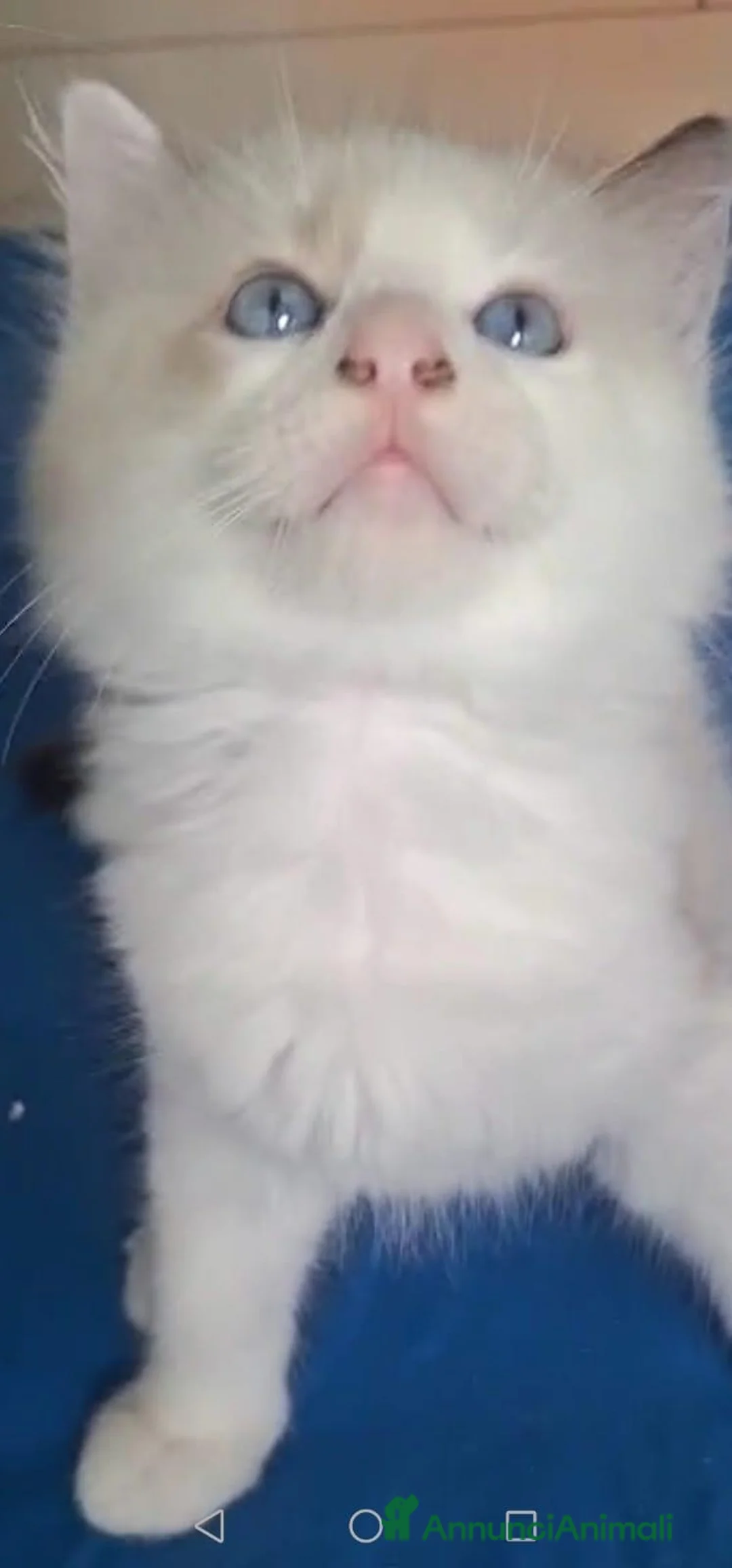 Ragdoll gatti in vendita: Ragdoll Cuccioli - Annuncio 2