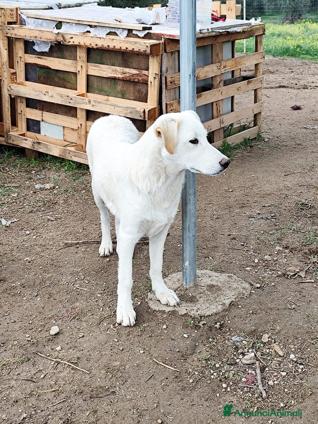 Altre razze cani in regalo: Miele - 8 Mesi - Dolce, Socievole - Annuncio 11