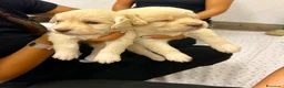 Meticcio cani in vendita: CUCCIOLI CERCANO FAMIGLIA - Annuncio 18