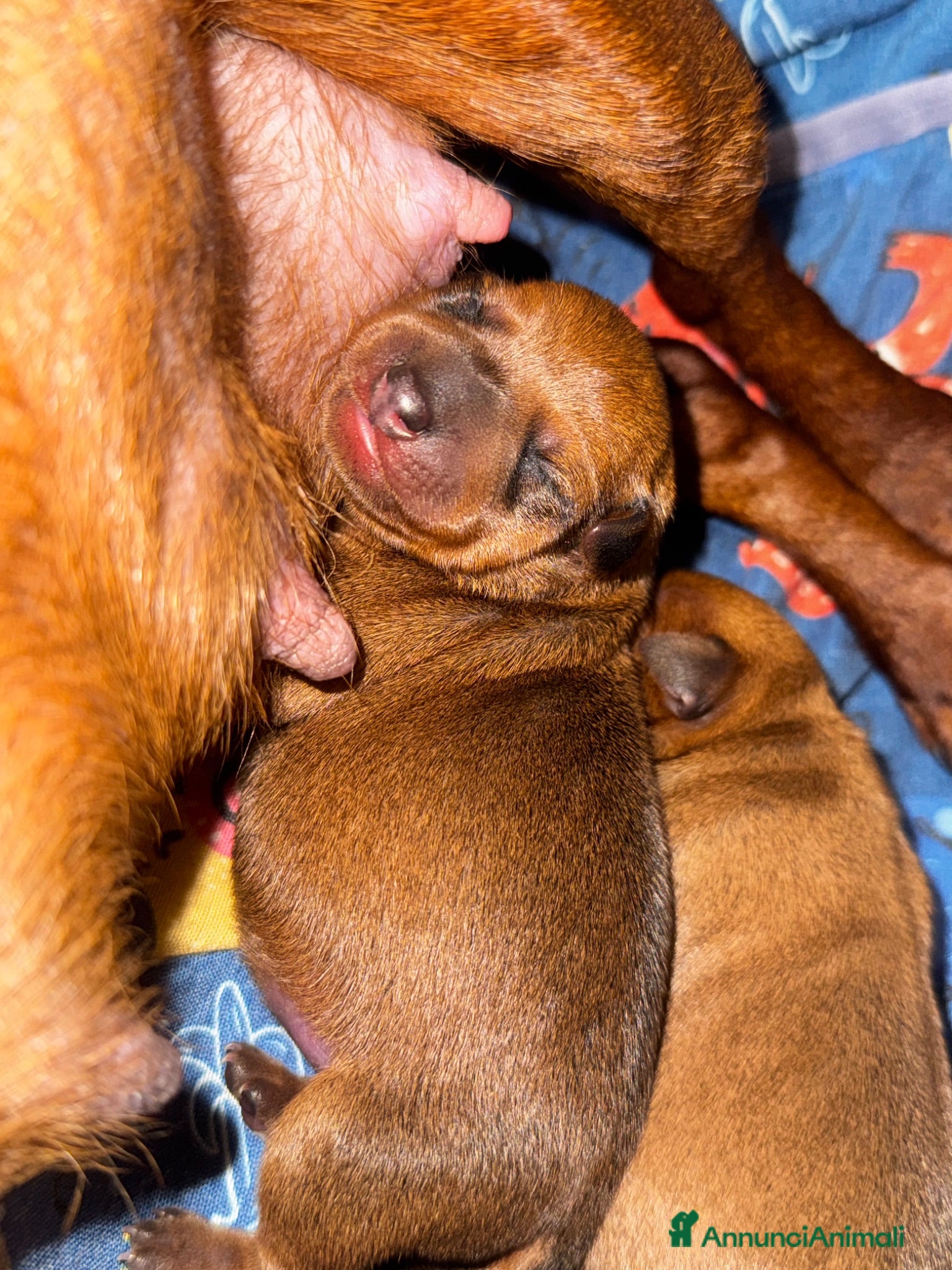 Pinscher Miniatura cani Pinscher nano - Annuncio 15