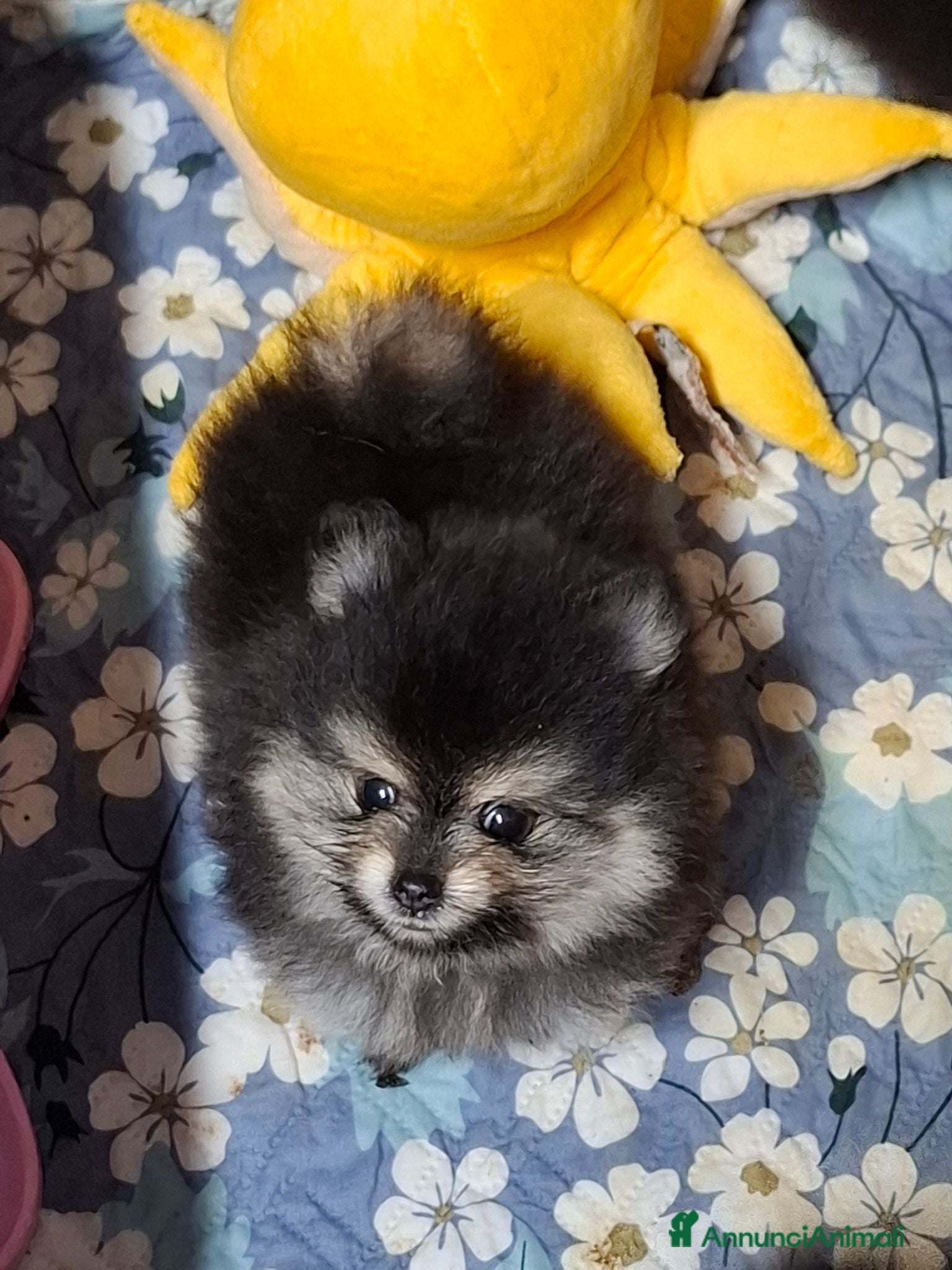 Volpino Pomerania cani in vendita: Spitz di pomerania nano - Annuncio 1