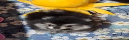 Volpino Pomerania cani in vendita: Spitz di pomerania nano - Annuncio 1