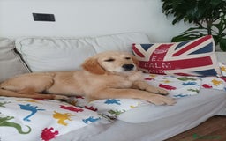 Golden Retriever cani in vendita: Vendesi cuccioli di Golden Retriever  a Provincia di Varese - Immagine 8