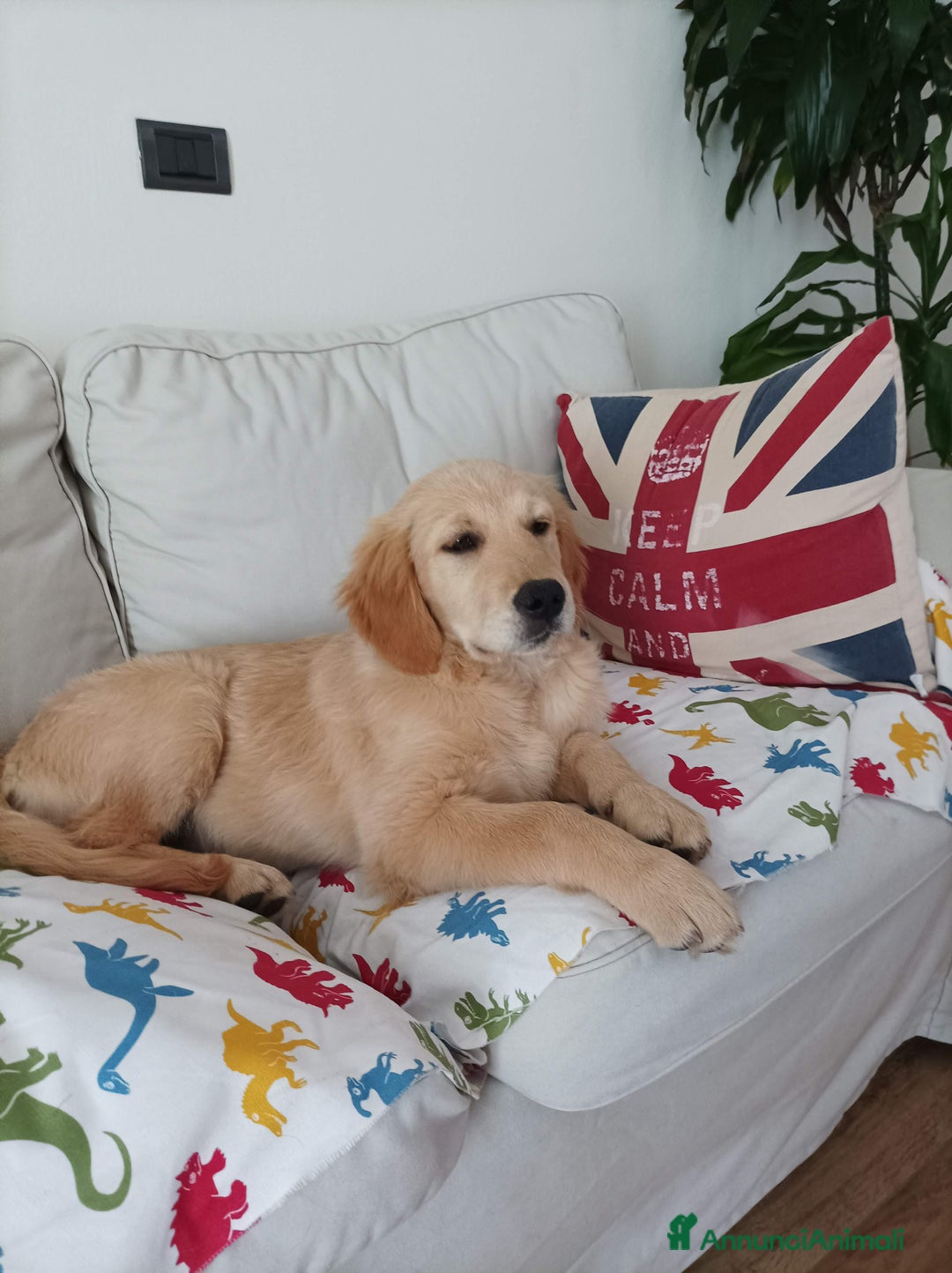Golden Retriever cani in vendita: Vendesi cuccioli di Golden Retriever  a Provincia di Varese - Immagine 8