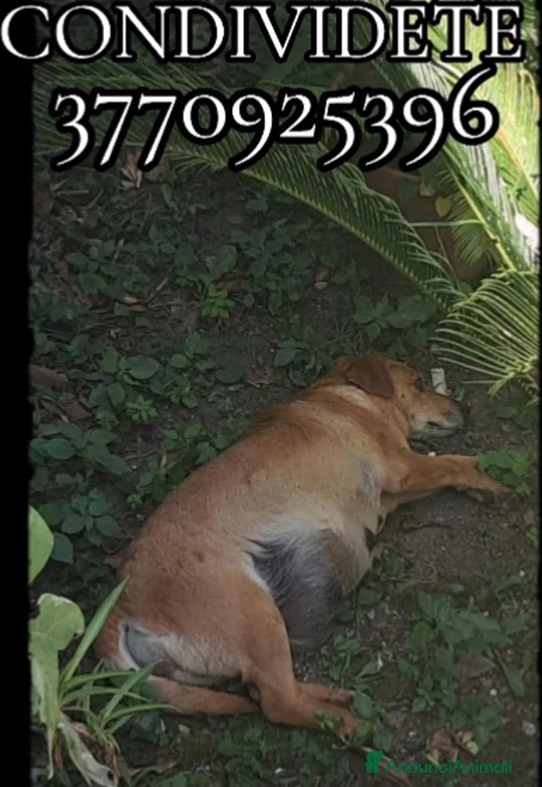 Meticcio cani in regalo: Adoz.del💔:incinta x strada, sola, finirà in canil - Annuncio 1