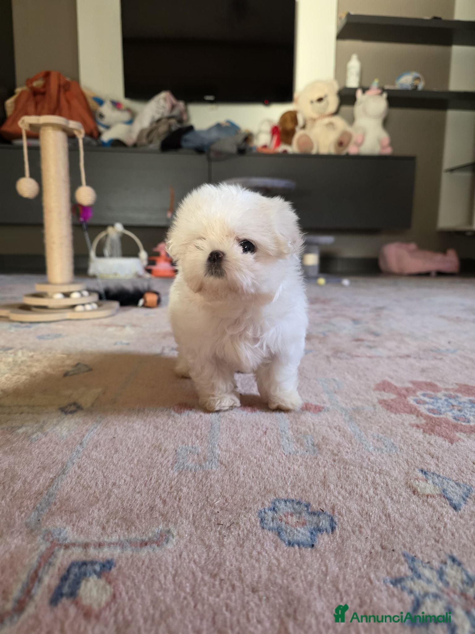 Maltese cani Maltesi  - Annuncio 5