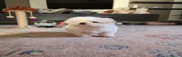 Maltese cani in vendita: Maltesi  - Annuncio 7