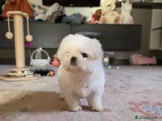 Maltese cani Maltesi - Annuncio 5