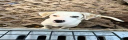 Meticcio cani in regalo: Greyon  a Provincia di Bergamo - Annuncio 3