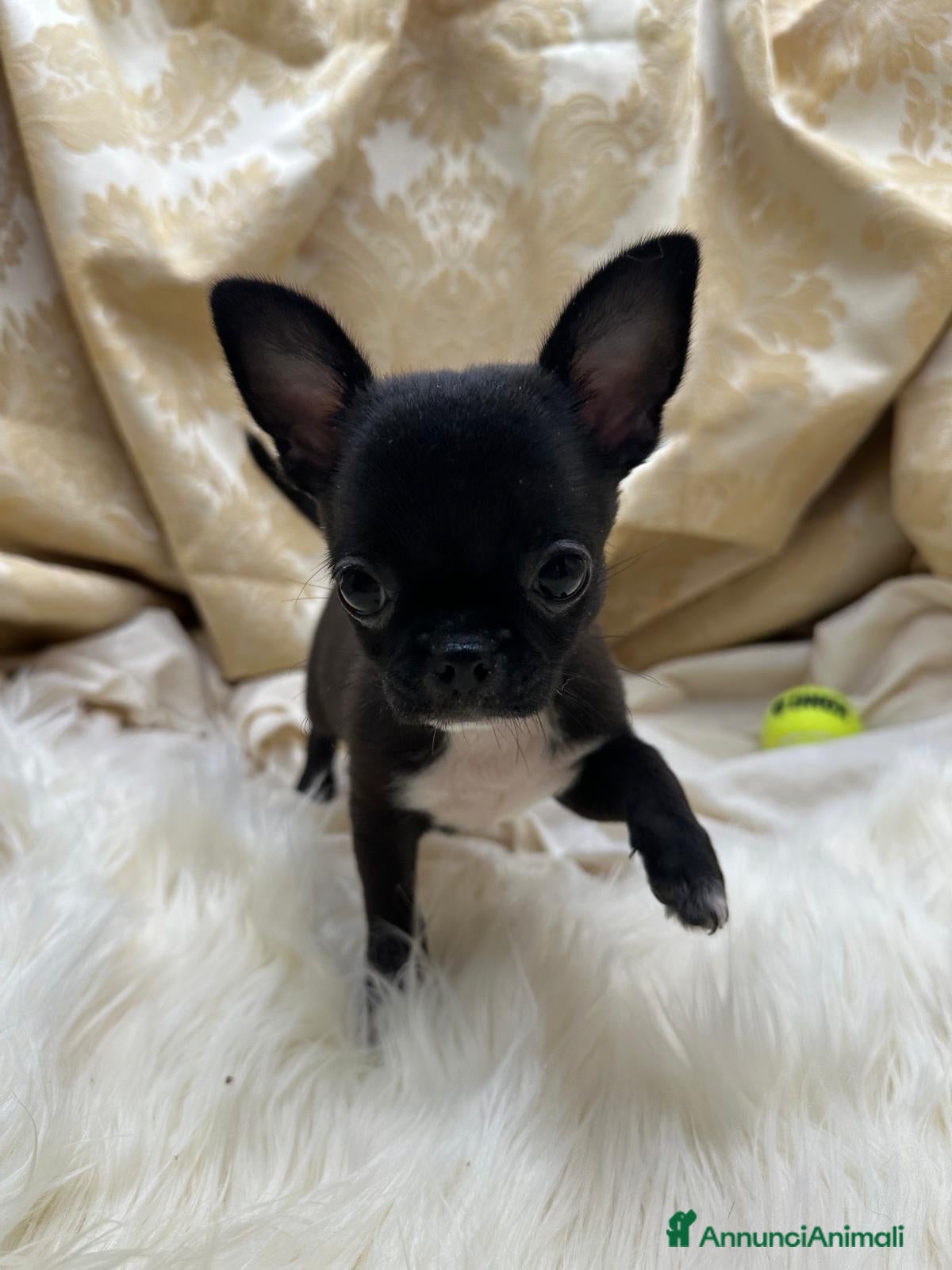 Chihuahua cani Chihuahua Cioccolato - Annuncio 11