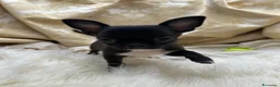 Chihuahua cani in vendita: Chihuahua Cioccolato - Annuncio 1