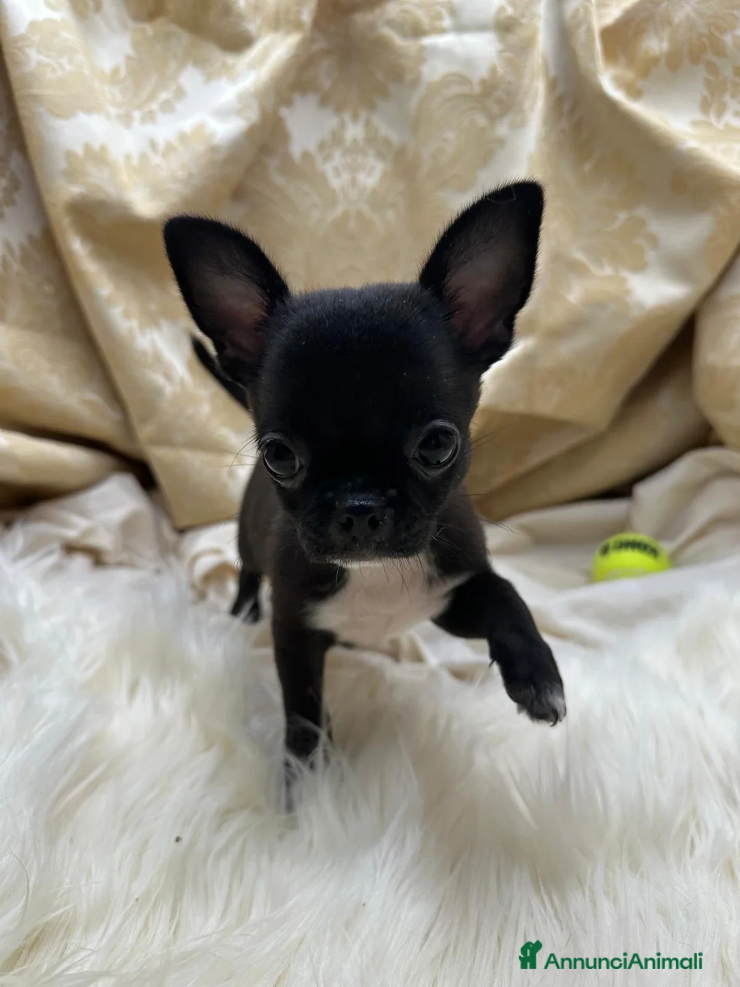 Chihuahua cani in vendita: Chihuahua Cioccolato - Annuncio 1