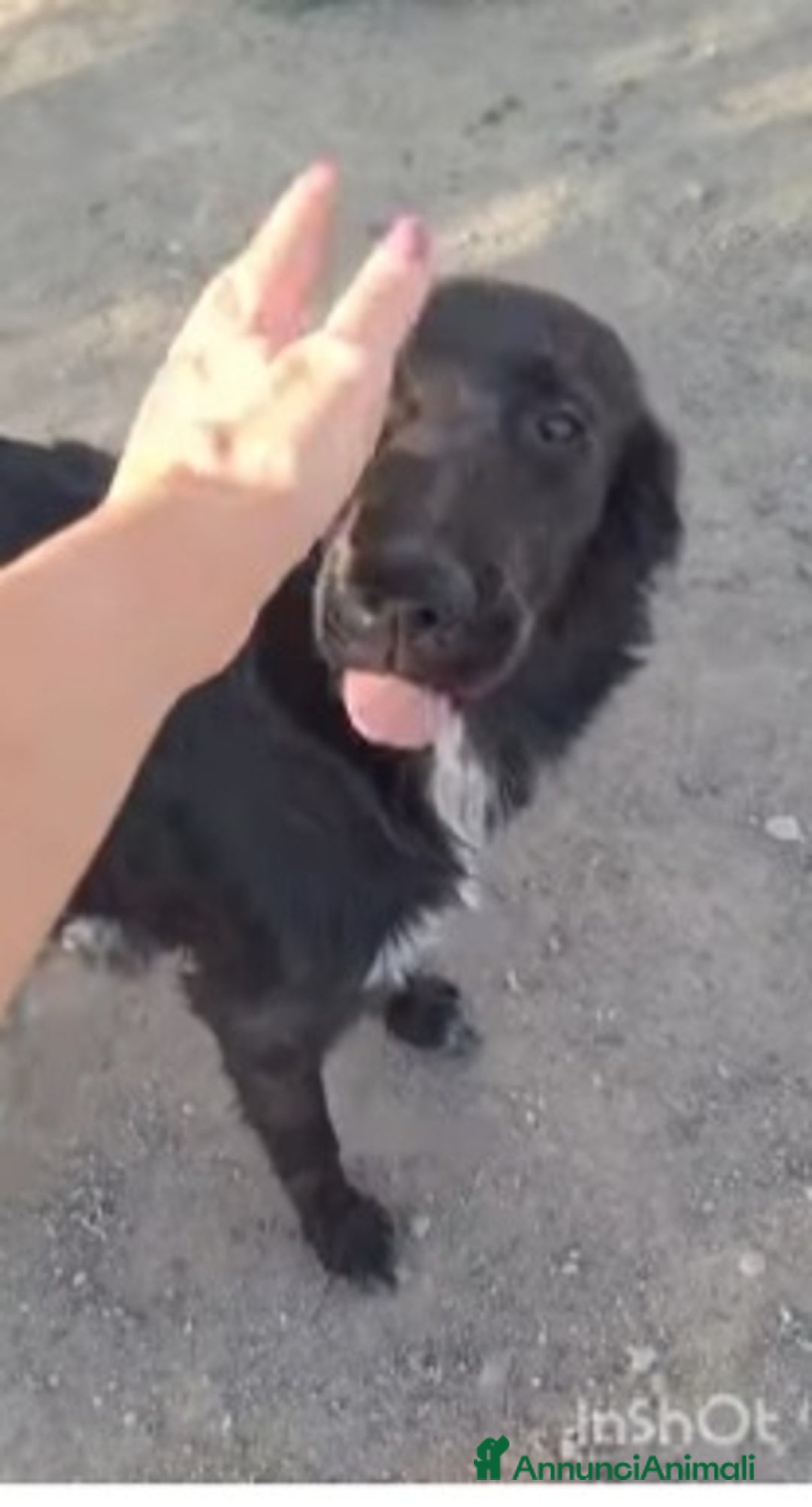 Meticcio cani in regalo: 2fratelli 18mesi INSEPARABILI( mamma Setter)Calabr - Annuncio 7