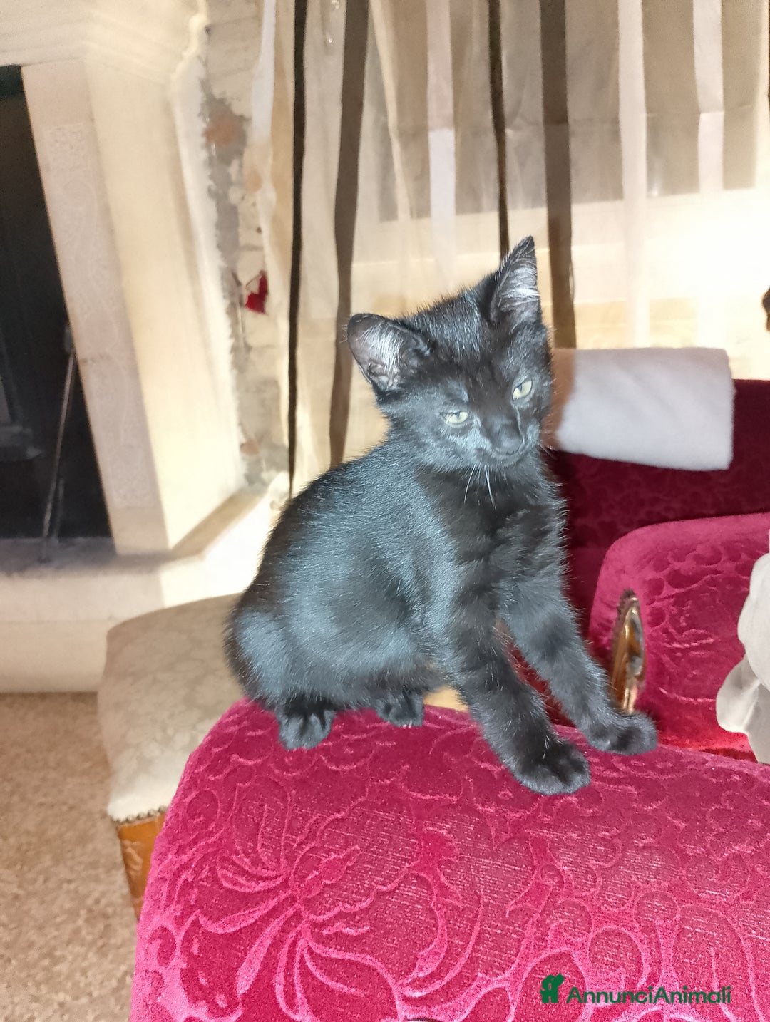 Altre razze cani in regalo: REGALO Bellissimo gattino nero - Annuncio 2
