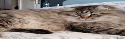 Siberiano gatti in vendita: SIBERIANA GATTA IPOALLERGENICA - Annuncio 3