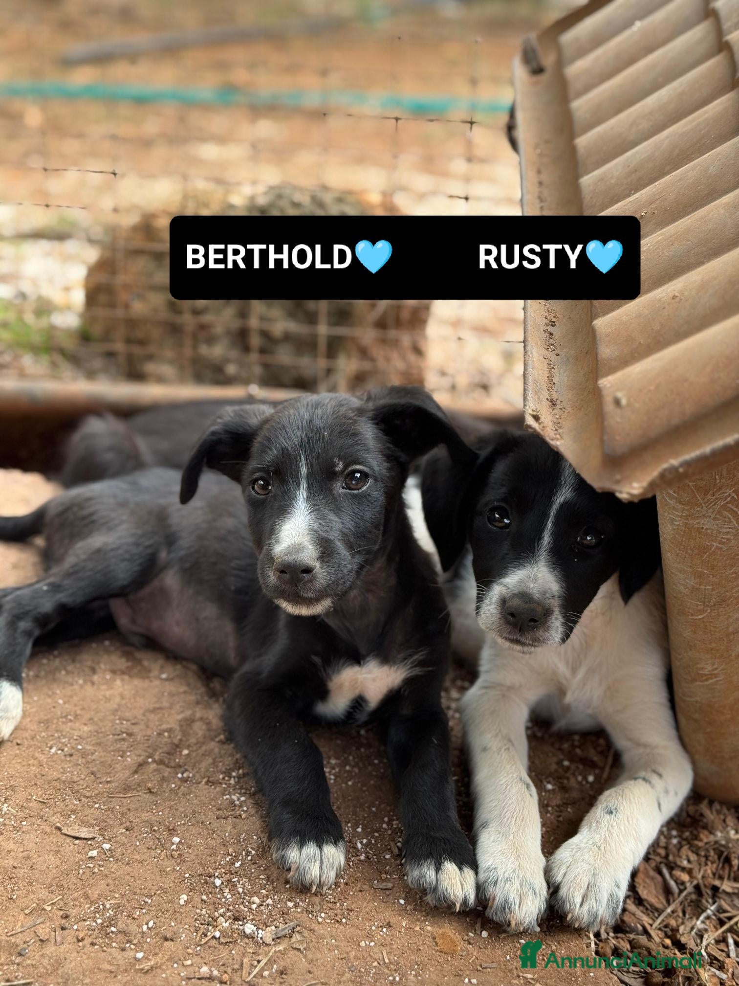 Altre razze cani berthold e rusty - Annuncio 25