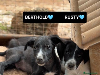 Altre razze cani berthold e rusty - Annuncio 25