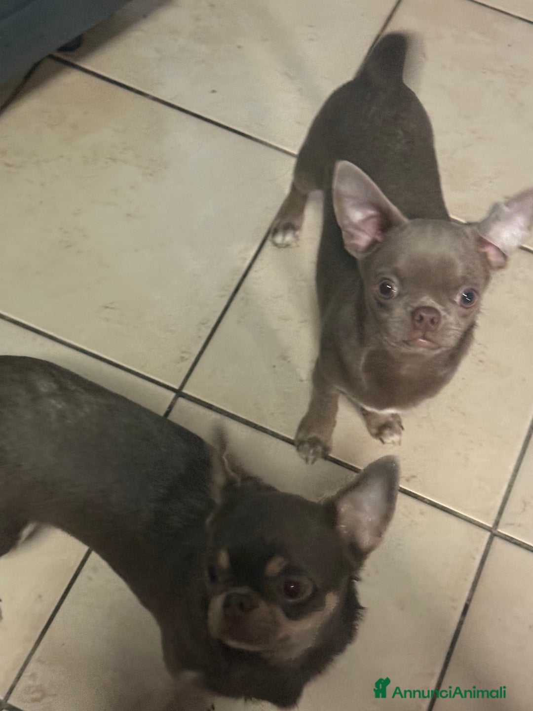 Chihuahua cani in vendita: Chihuahua lilac - Annuncio 2