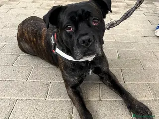 Meticcio cani CHERRY BOXER - Annuncio 30