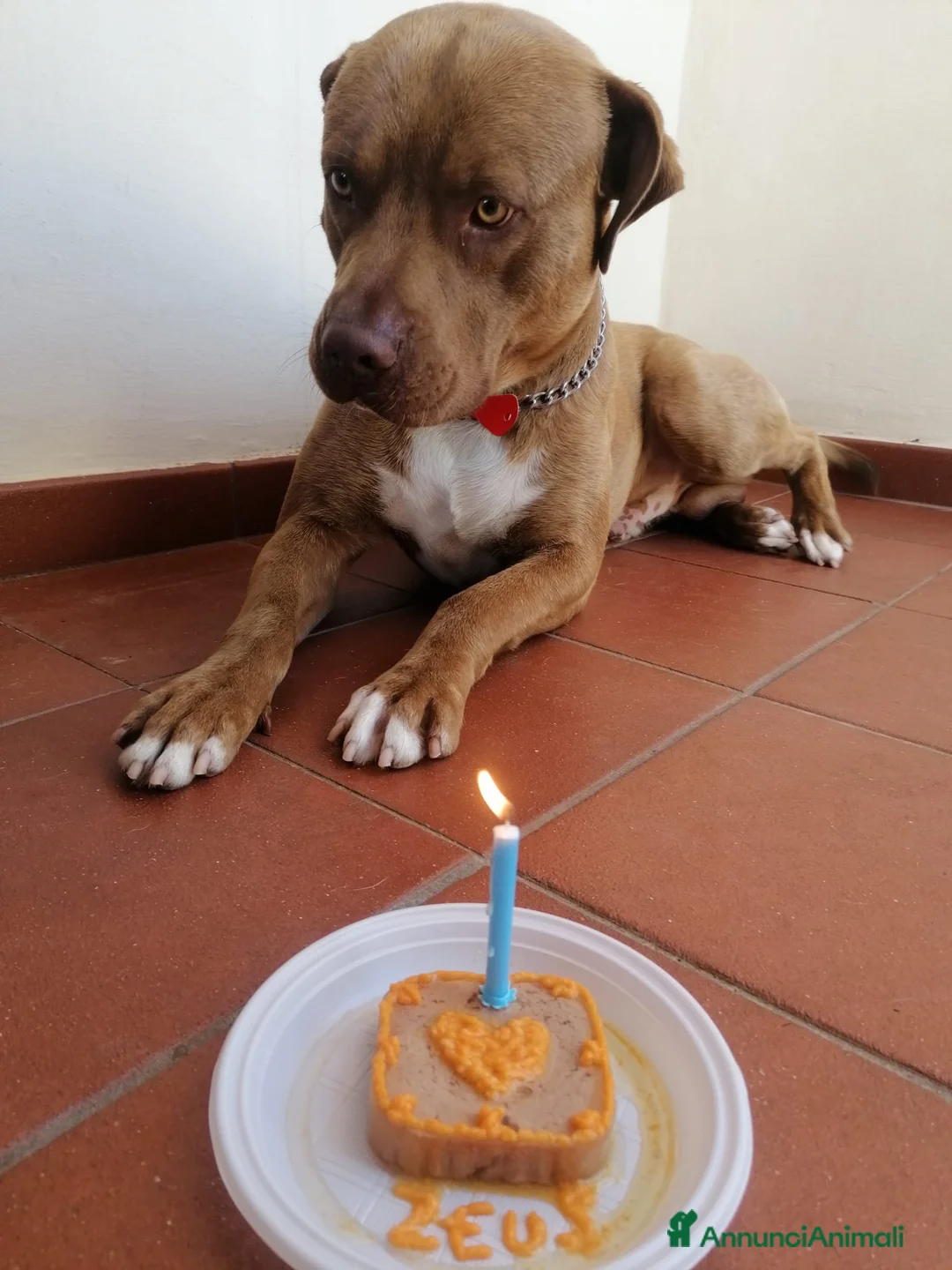 Pitbull cani in regalo: Pitbull red nose ABDA a Provincia di Barletta-Andria-Trani - Annuncio 2