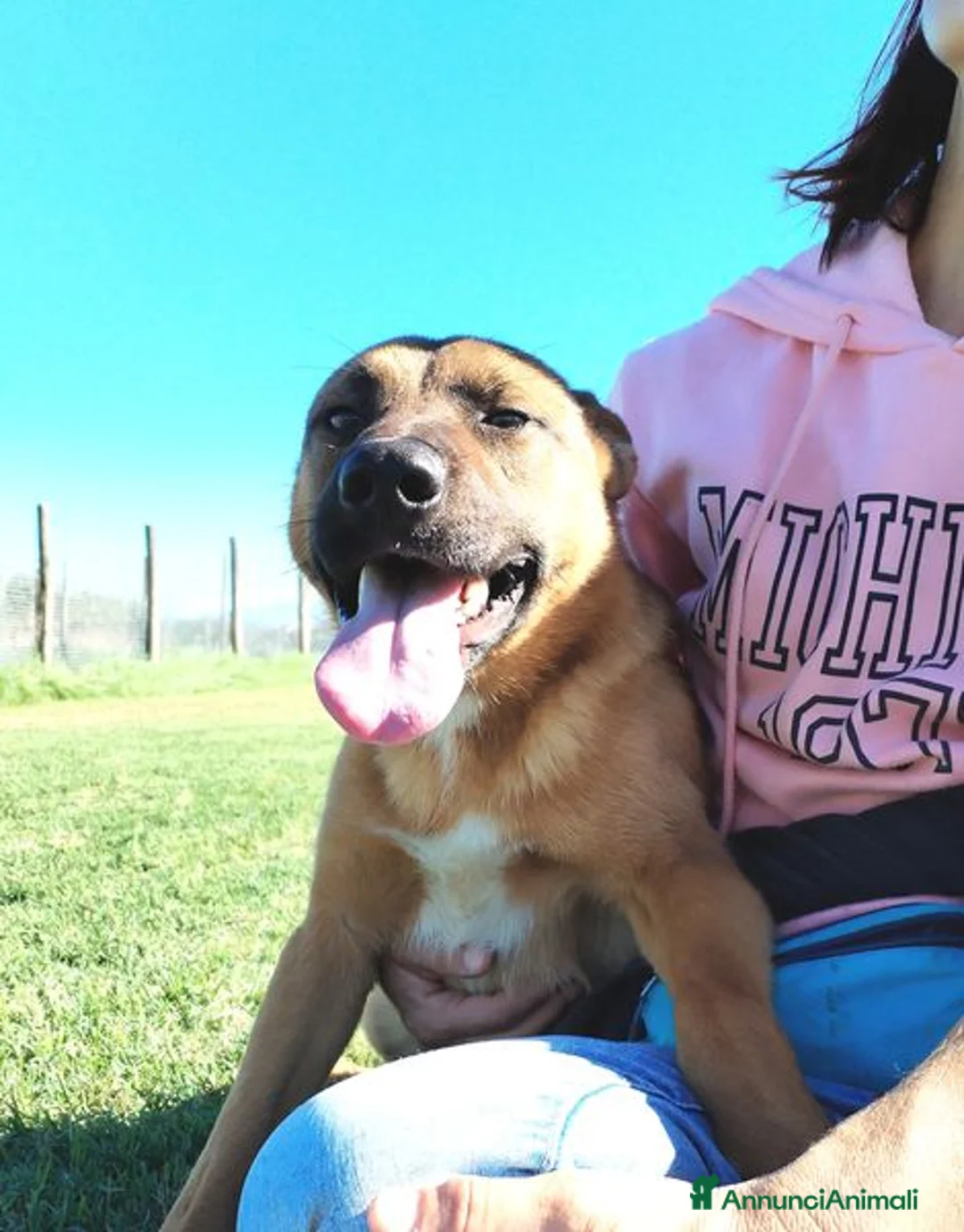 Meticcio cani in regalo: l allegra brigata lupetti di taglia media  a Provincia di Latina - Annuncio 1