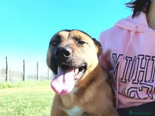 Meticcio cani l allegra brigata lupetti di taglia media a Provincia di Latina - Annuncio 40