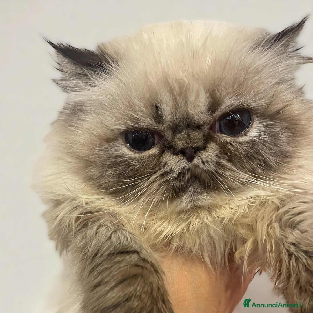 Persiano gatti in vendita: gatto persiano tabby point con pedigree Anfi - Annuncio 4