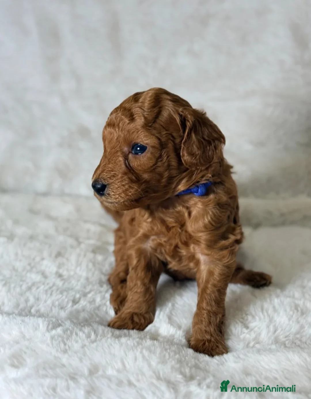 Barboncino Toy cani in vendita: Cuccioli di barboncino Toy rosso asiatico Toy barb - Annuncio 10