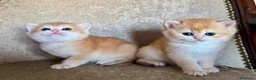 British gatti in vendita: Gattini British shorthair golden chell ny12 - Annuncio 5