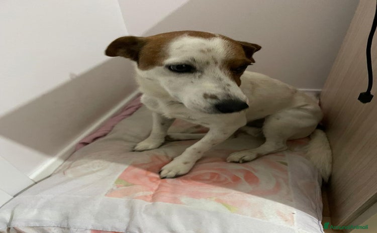 Jack Russell cani a Provincia di Brescia - Annuncio 1