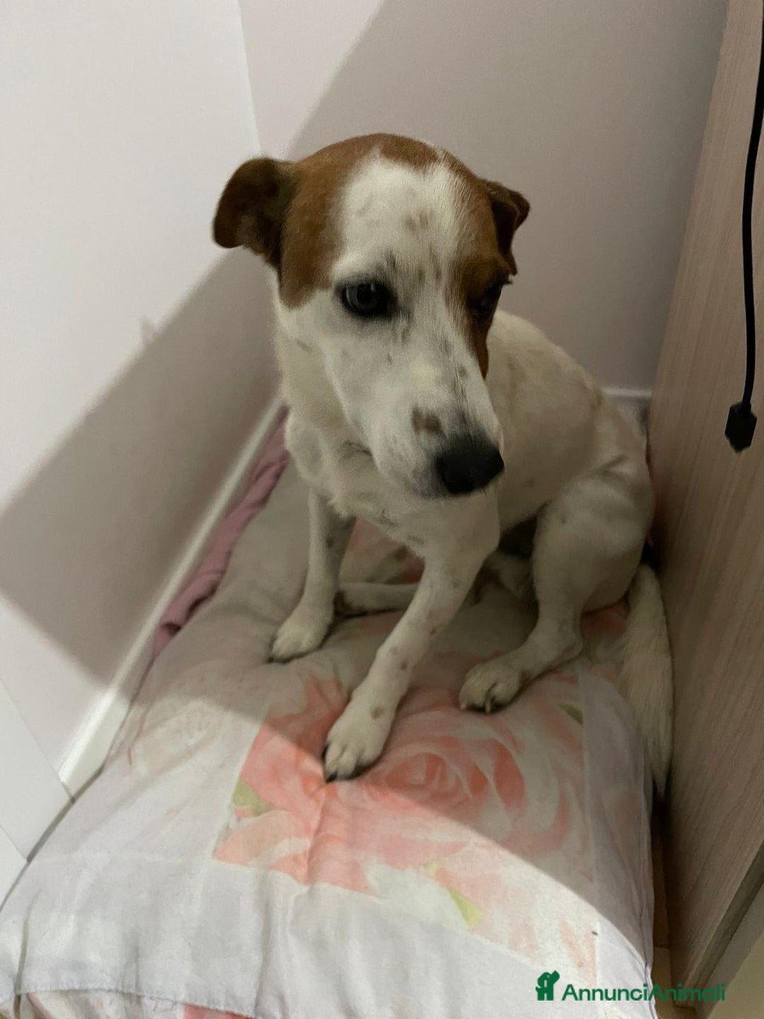 Jack Russell cani in regalo: Sono un jack russell e cerco nuova casa a Provincia di Brescia - Immagine 1
