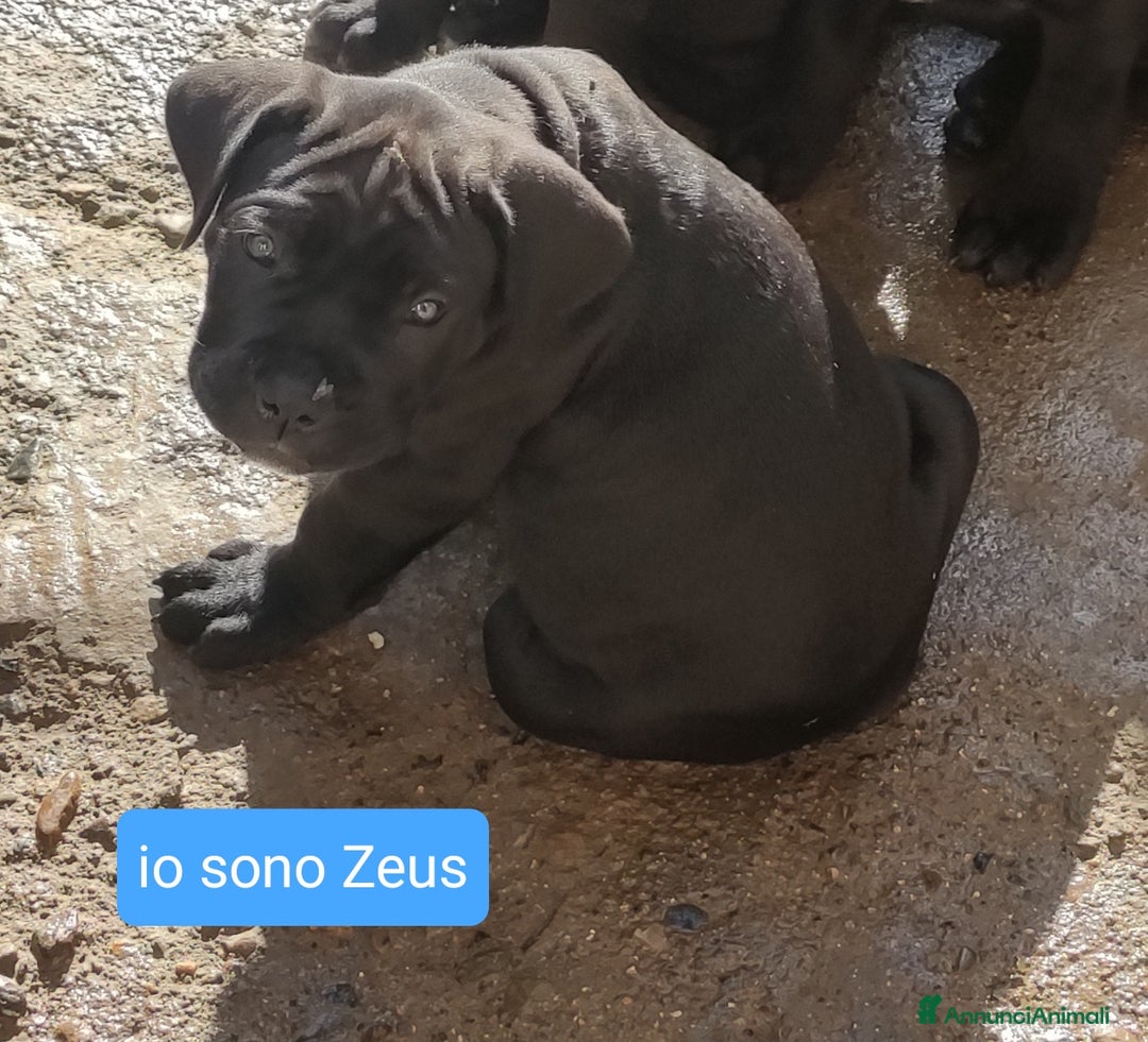Cane Corso cani in vendita: Cuccioli di cane corso Puri  - Annuncio 2