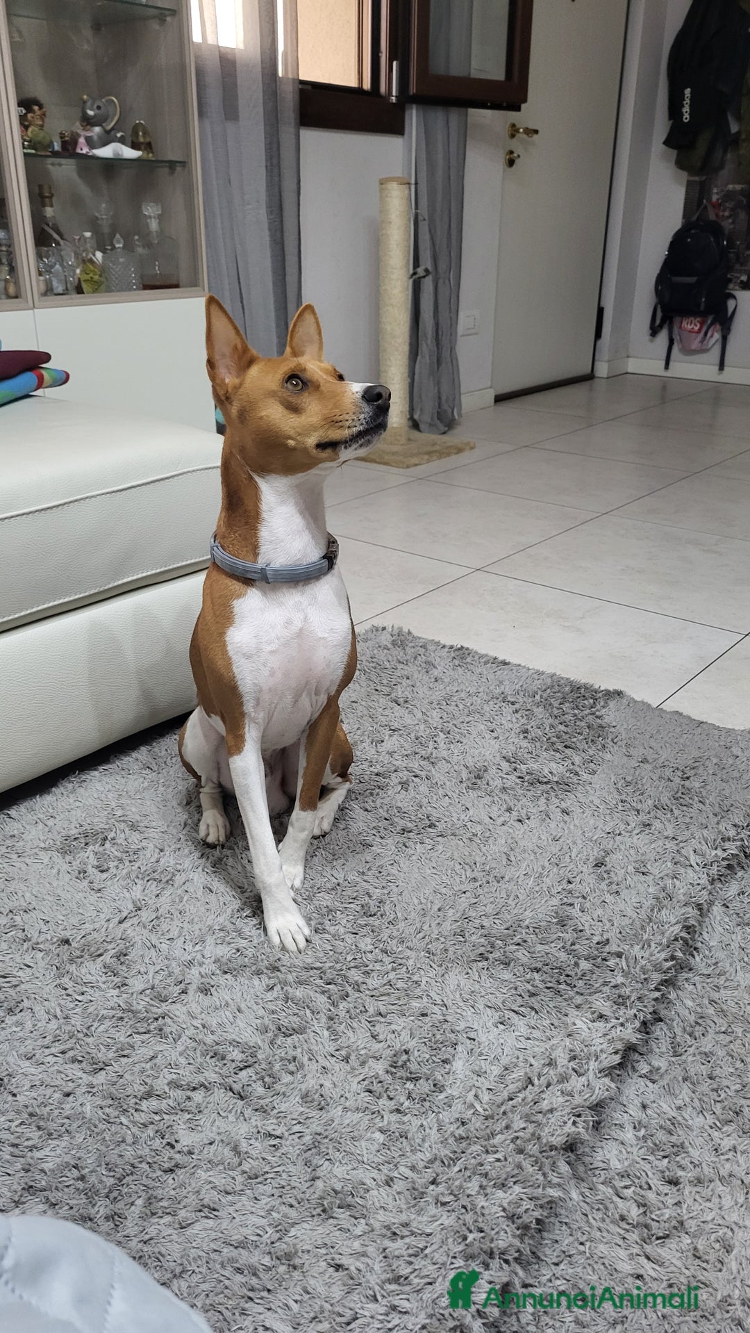 Basenji cani per accoppiamento: Bansenji purissimo - Annuncio 5