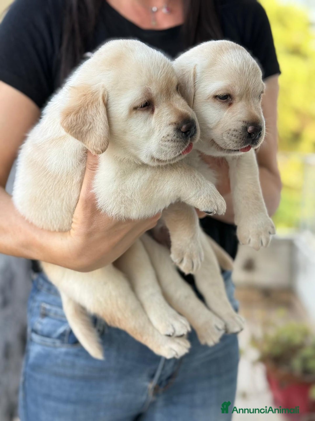 Labrador cani in vendita: Cuccioli Labrador  a Provincia di Perugia - Immagine 7