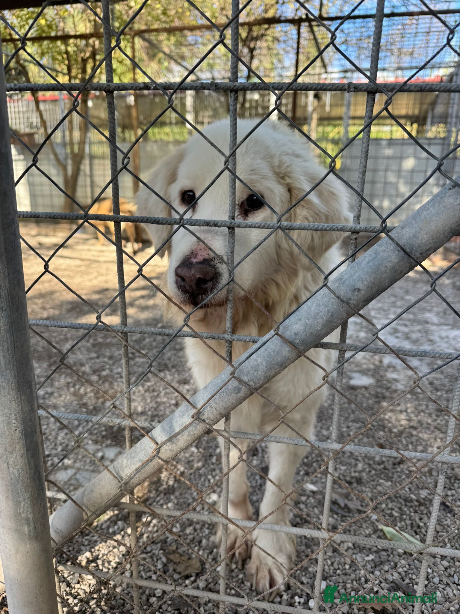 Meticcio cani Bruno: adozione del cuore  - Annuncio 15