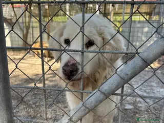 Meticcio cani Bruno: adozione del cuore - Annuncio 15