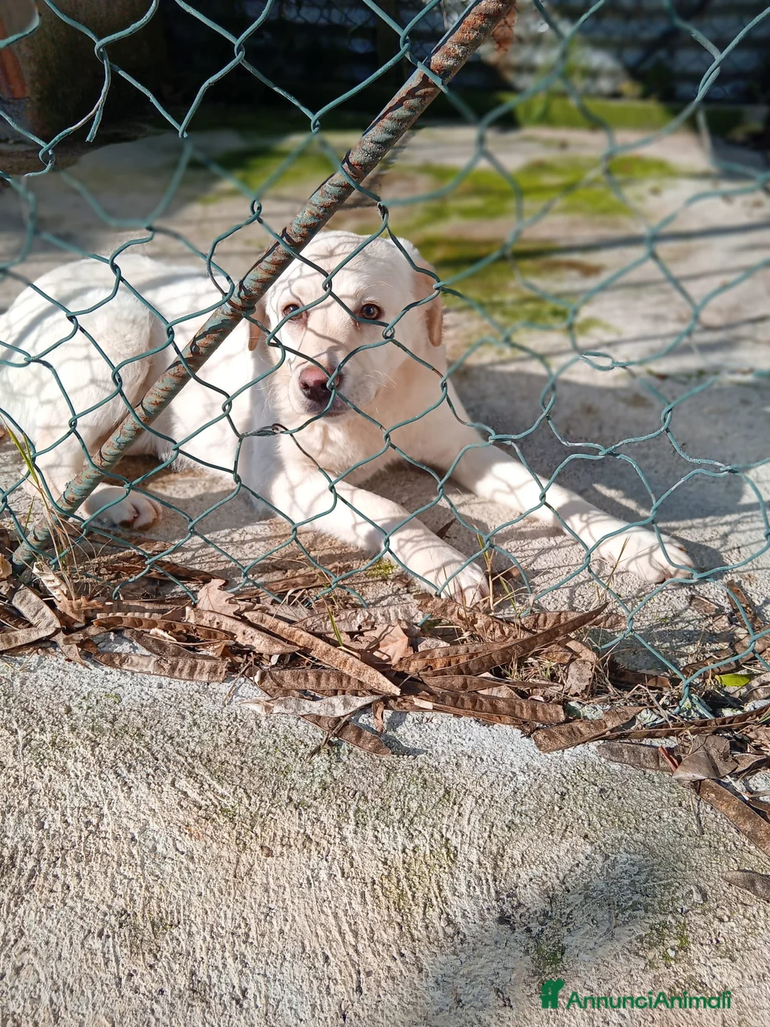 Meticcio cani in regalo: Mix Labrador, 4/5 mesi, EUGENIA dolce - Annuncio 5
