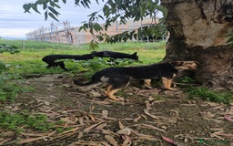 Meticcio cani in regalo: Andrea: 1anno taglia contenuta timido dolce  a Città Metropolitana di Genova - Immagine 10