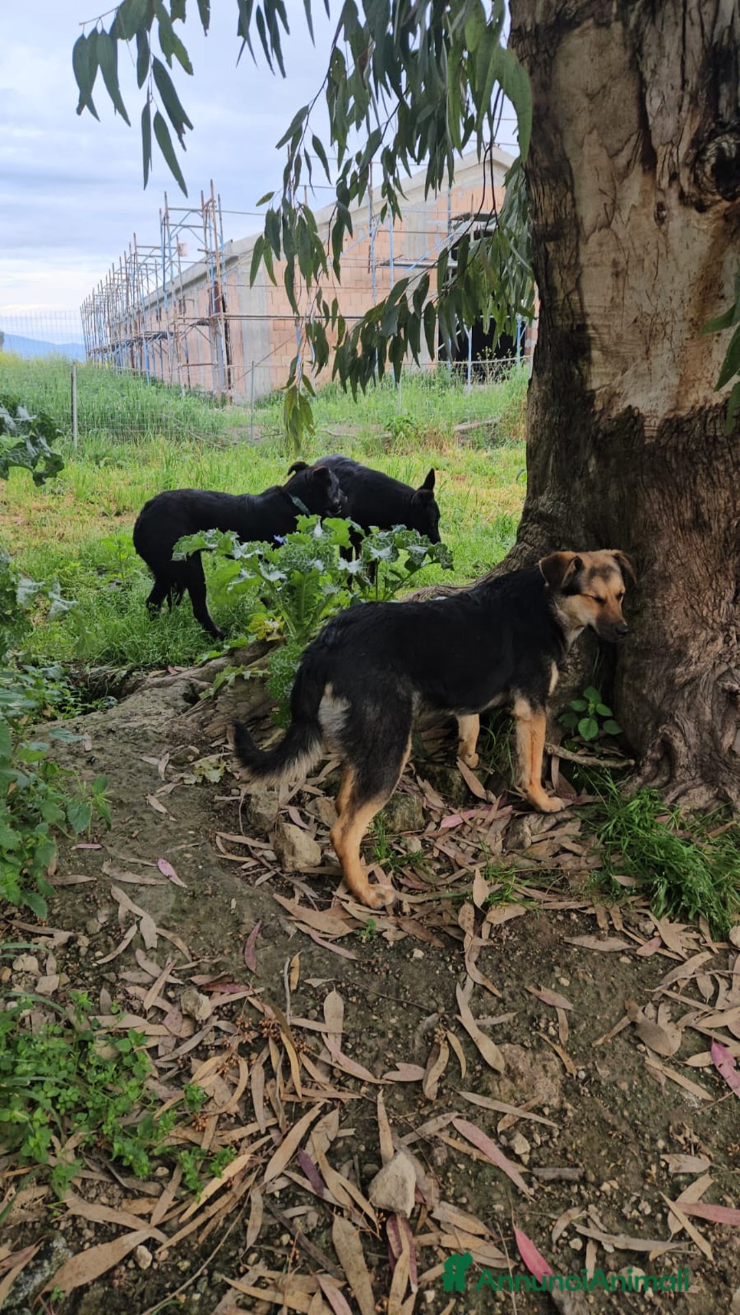 Meticcio cani in regalo: Andrea: 1anno taglia contenuta timido dolce  a Città Metropolitana di Genova - Immagine 10