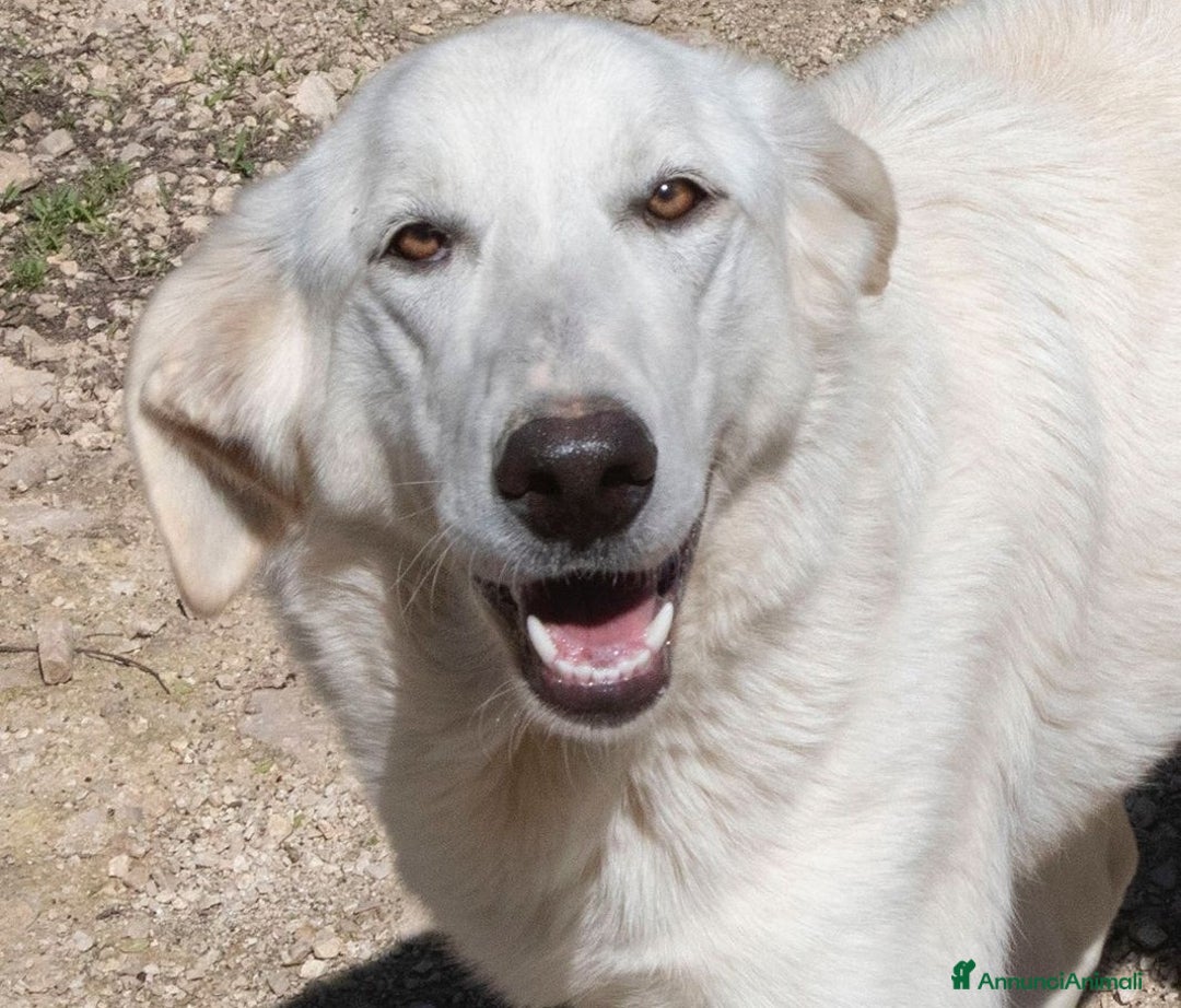 Meticcio cani in regalo: SIAMO BUONISSIMI : CI ADOTTATE? - Annuncio 7