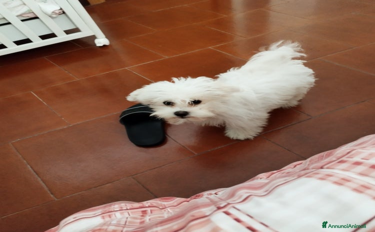 Maltese cani - Annuncio 2